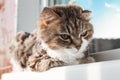 Charming white red cat lying on the windowsill and looking through the window