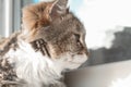 Charming white red cat lying on the windowsill and looking through the window