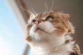 Charming white red cat lying on the windowsill and looking through the window