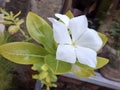 charming white vinca flowers Royalty Free Stock Photo