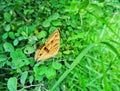Charming wild butterfly Royalty Free Stock Photo