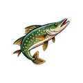 Charming Woodstream Pike Fish Illustrated Scene Royalty Free Stock Photo