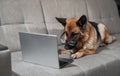 Charming worker lies at home in living room and does his job. Creative dog at remote work online. German Shepherd in large glasses Royalty Free Stock Photo