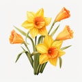 Charming Yellow Daffodil Clipart On White Background Royalty Free Stock Photo
