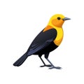 Charming Yellow-headed Blackbird Bird Artwork Royalty Free Stock Photo
