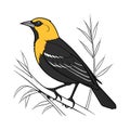 Charming Yellow-headed Blackbird Bird Artwork Royalty Free Stock Photo