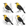 Charming Yellow-headed Blackbird Bird Artwork Royalty Free Stock Photo