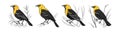 Charming Yellow-headed Blackbird Bird Artwork Royalty Free Stock Photo