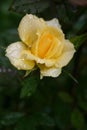 Charming yellow rose after rain on the green leaves background