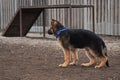 Charming young dog from kennel of working German shepherds. German shepherd puppy of black and red color stands in rack on walk on