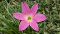 Charming Zephyranthes minuta