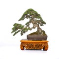 Charmingly beautiful mini bonsai tree ornamental plants Royalty Free Stock Photo
