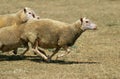 CHARMOIS SHEEP, A FRENCH BREED, GROUP RUNNING THROUGH MEADOW Royalty Free Stock Photo