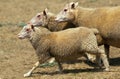 CHARMOIS SHEEP, A FRENCH BREED, GROUP RUNNING THROUGH MEADOW Royalty Free Stock Photo