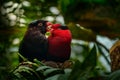 Charmosyna papou, Papuan lorikeet, also known as Stella`s lorikeet parrot. Red and melanistic morph of rare bird from Papua in Royalty Free Stock Photo