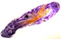 Charoite Royalty Free Stock Photo