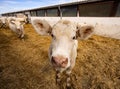 Charolais beef calves in a farm Royalty Free Stock Photo