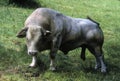 Charolais bull Royalty Free Stock Photo