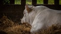 Charolais bull chilling out Royalty Free Stock Photo