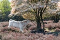 Charolais bull eating from flowers of juneberry or snowy mespilus, Amelanchier lamarkii, in spring, Netherlands