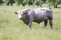 Charolais bull looking at camera