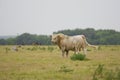 Charolais Bull grazing