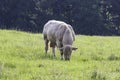 Charolais bull grazing in pasture Royalty Free Stock Photo