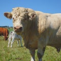 Charolais bull, herd keeper