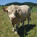 Charolais bull, herd keeper