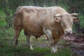 Charolais Bull Royalty Free Stock Photo