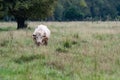 Charolais bull standing in tall pasture Royalty Free Stock Photo