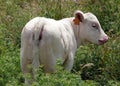 Charolais calf Royalty Free Stock Photo