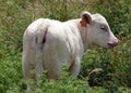 Charolais calf