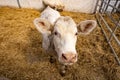 Charolais calf in a nursery