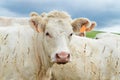 A Charolais calf