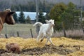 Charolais calf runing around its mother Royalty Free Stock Photo