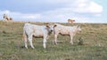 Charolais calves in a cow pasture Royalty Free Stock Photo