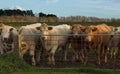 Charolais Cattle