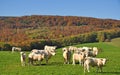 Charolais Cattle,,Burgundy,Burgund