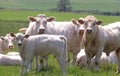 Charolais cattle, close-up of a herd Royalty Free Stock Photo