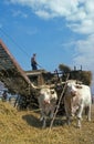 Charolais Cattle, a French Breed, Ox pulling Cart, Old Harvest