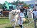 Cows at Grantown-on-Spey show