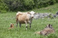 Charolais cattle in a meadow