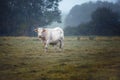 Charolais cattle on the Pasture in Brittany France