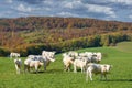 Charolais Cattle in Rhoen,Germany