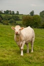 Charolais cattle Royalty Free Stock Photo