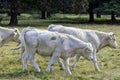 Charolais cattle - young bulls on British farm Royalty Free Stock Photo