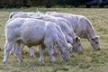 Charolais cattle - young bulls on British farm Royalty Free Stock Photo