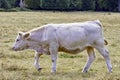 Charolais cattle - young bulls on British farm Royalty Free Stock Photo