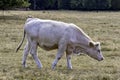 Charolais cattle - young bulls on British farm Royalty Free Stock Photo